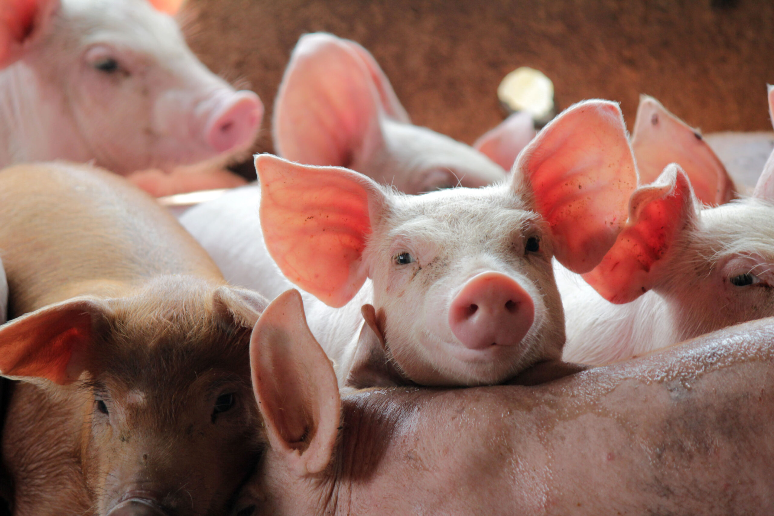 Pig Sector Board Update – June 2025
